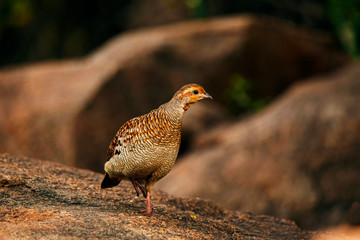 Grey Francolin, Francolinus pondicerianus, Hampi, Karnataka, India.