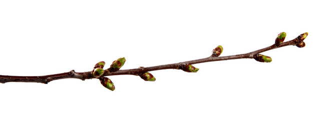 Cherry fruit tree branch with swollen buds on an isolated white background.