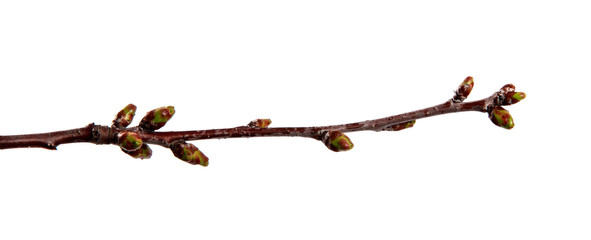 Cherry fruit tree branch with swollen buds on an isolated white background.