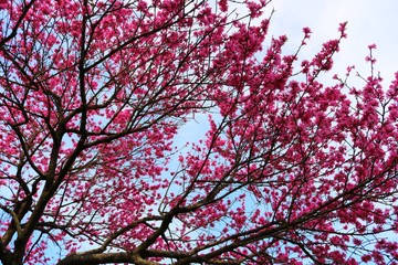花　桃　桃の花　春　ピンク　きれい　茨城