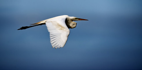 An egret flying against a clear blue sky.