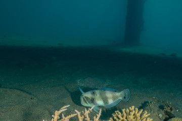 Fish swim in the Red Sea, colorful fish, Eilat Israel