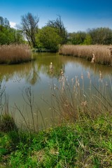 lake in forest