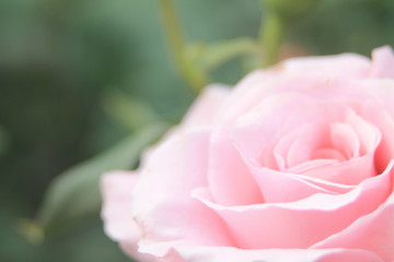ピンクの薔薇アップ
