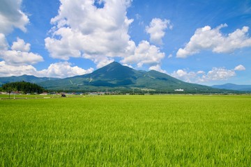 Fototapeta premium 稲穂と磐梯山（福島県・猪苗代町）