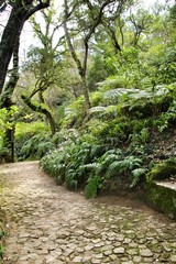 Path between green vegetation in a garden