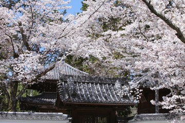 Fototapeta premium 南禅寺の桜