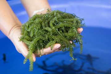 Caulerpa lentillifera, Sea Grapes, Green Caviar in woman hands, Healthy Food © Somprasong