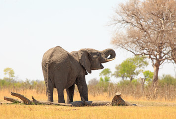 Rear view of an african elephant with trunk in mouth while standing on the dry yellow african plains with a bare tree in the distance. Hwange National Park, Zimbabwe