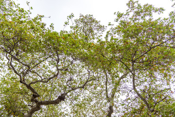 Bare old oak tree