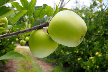 Bright green apples on a tree in an orchard