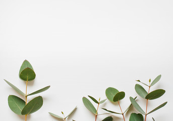Eucalyptus branches on white background  Flat lay, top view