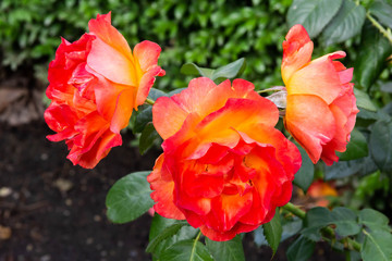 Orange Roses in the garden