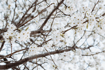 branch with white flowers tree in spring