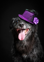 Old domestic dog with purple hat