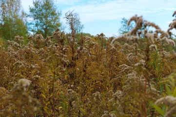 Obraz na płótnie Canvas Withered grass, autumn grass. Autumn period.
