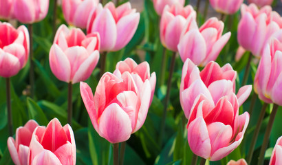 cute bunch of pink tulips in a spring garden