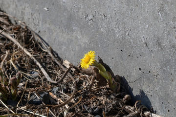 Obraz premium Coltsfoot flower, Tussilago farfara