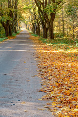 Autumn forest. Autumn in the Park. Yellow and red leaves on trees in autumn. A forest road.