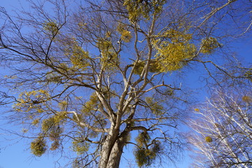 雪が残る早春のヤドリギ