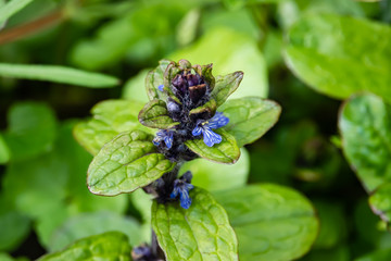 Bugle Flowers in Bloom in Springtime