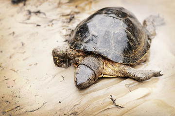 European pond tortoise on the river bank died as a result of river pollution by sewage