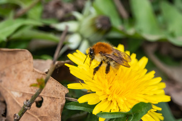 Bumblebee on Dandelion Flower in Springtime