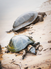 Two European pond turtles on the sandy bank of the river not surviving the pollution of the river