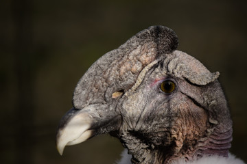 Retrato de Condor andino 