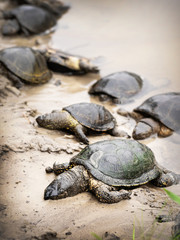 European pond turtles and juvenile brood on the sandy bank of the river died as a result of chemical pollution of the river with sewage