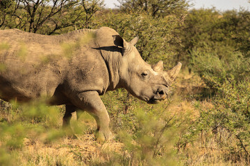 White rhino walking in the bush
