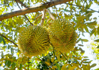 Durian fruit growing on a tree