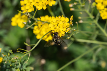 Hoverfly on Basket of Gold Flowers in Springtime