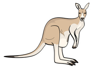 isolated object on white background. An animal is a canada, a kangaroo female. Raster