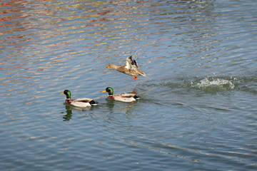 Adult ducks in river or lake water