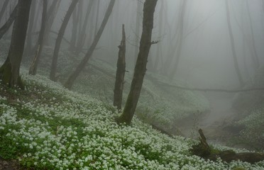 Foggy spring