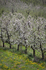 Fototapeta premium Blooming orchard in spring