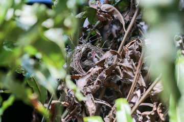 Mother bird feeding baby
