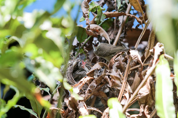 Mother bird feeding baby