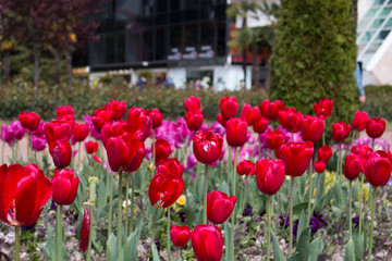 red tulips flowerbed in the city center