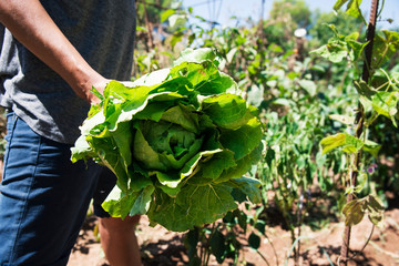 young man collecting a romaine lettuce.