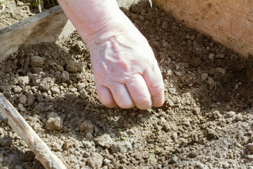 sowing seeds in the garden,the hand of an elderly woman sows vegetable seeds,seasonal work