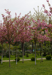 A narrow street lined with pink flowering cherry blossom trees during the spring season