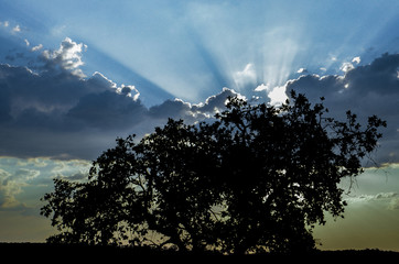 Entardecer no campo 2
