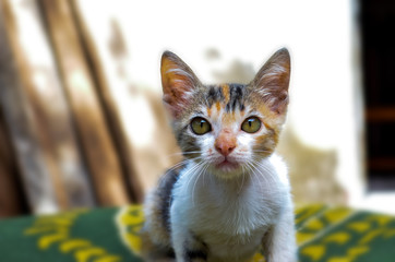 Gatinho