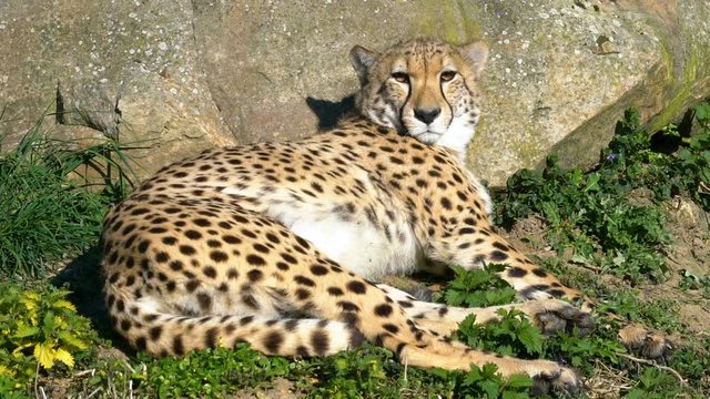Cheetah at the Sun, Spotted Predator Lies Down and Resting on the Grass at the Nature.
