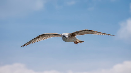 Single Seagull Flying In The Sky