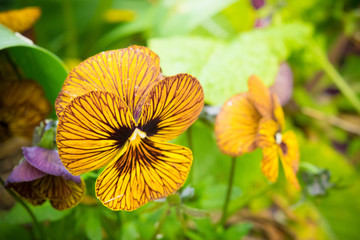 Yellow striped flower in the garden