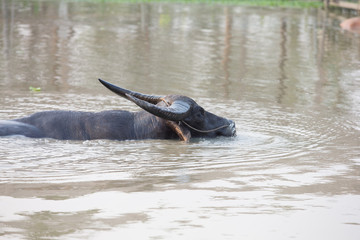 Obraz premium buffalo in water