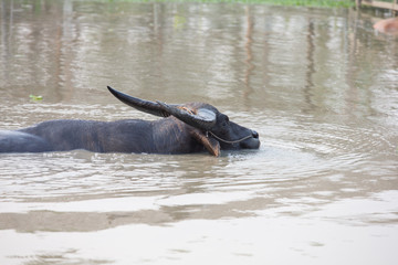Fototapeta premium buffalo in water